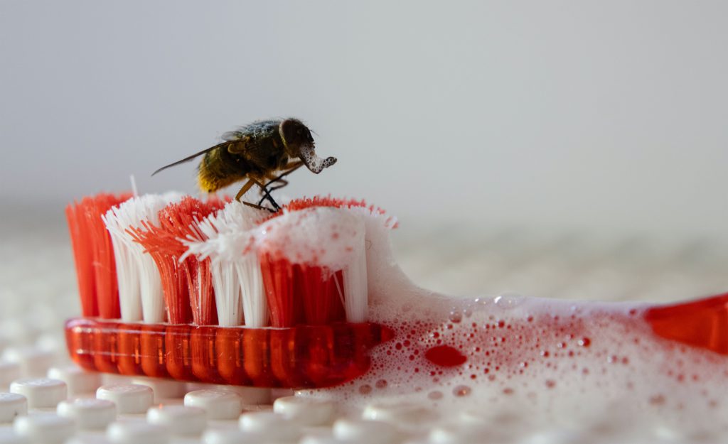 Fly on toothbrush